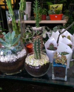 cactus-suculentas
